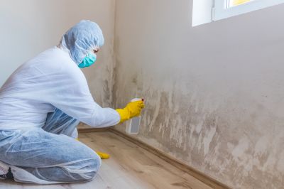 Expert Mold Repair Work