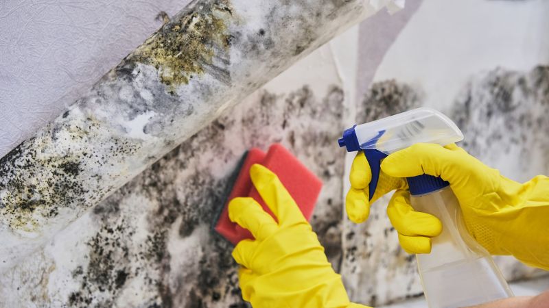 Specialized Mold Restoration Companies
